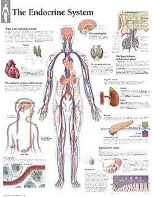 Endocrine System Laminated Poster