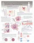 Human Reproduction Laminated Poster