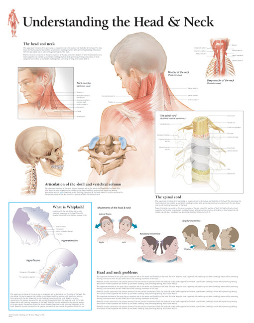 Understanding the Head & Neck Laminated Poster
