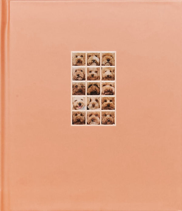 APRICOT POODLE