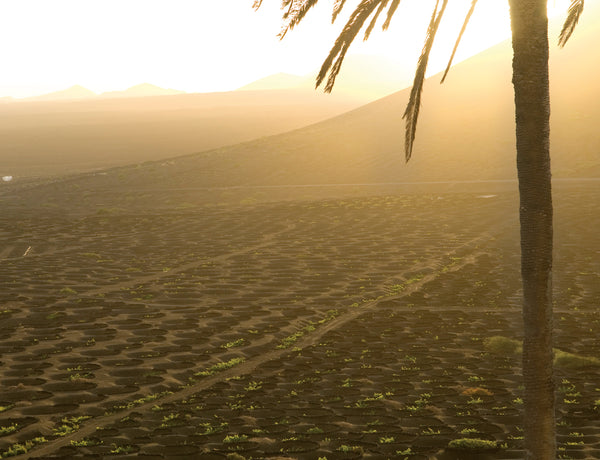 Lanzarote et le Vin, Paisage et Culture