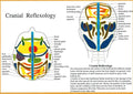Cranial Reflexology -- A4