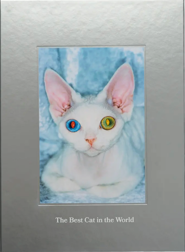 The Best Cat in the World