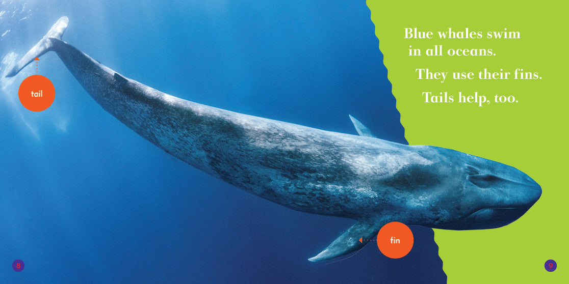 Blue Whales