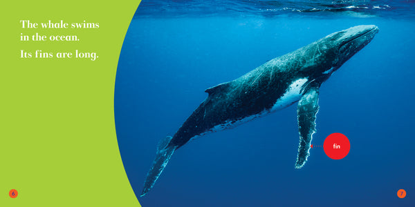 Humpback Whales
