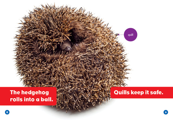 Hedgehogs