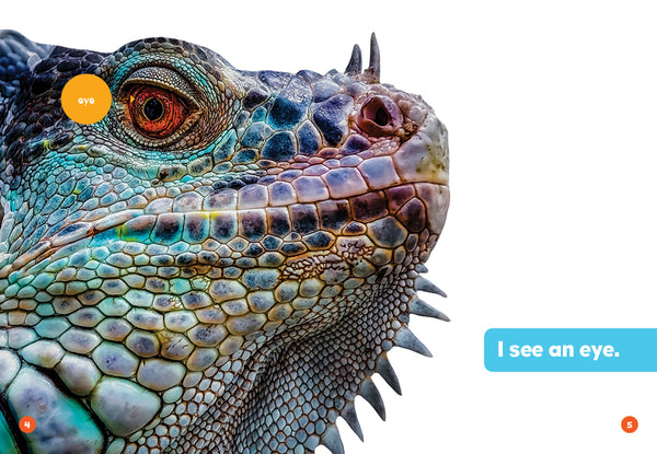 Iguanas