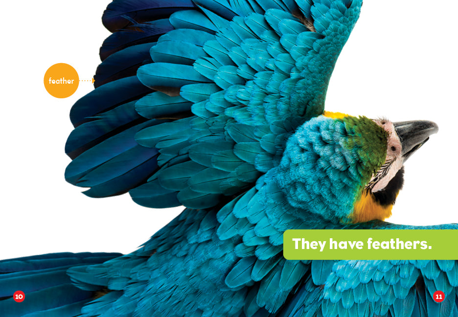 Parrots