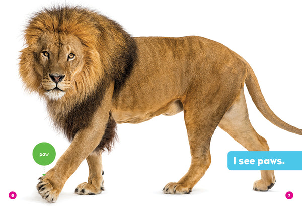 Lions