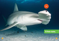 Sharks