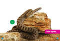 Snakes
