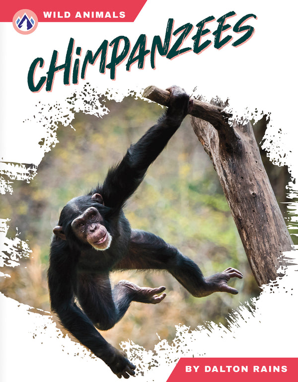 Chimpanzees
